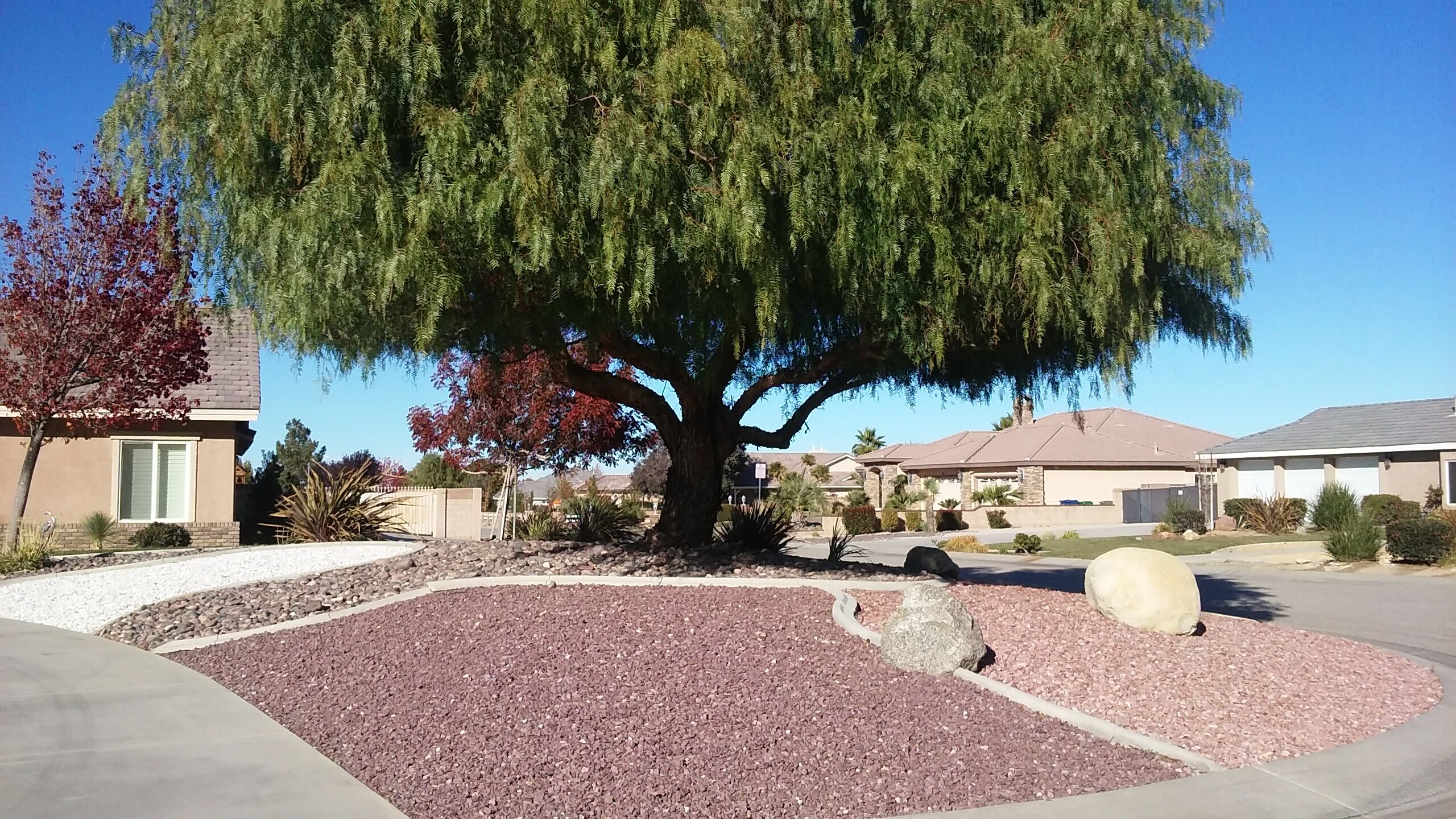 Immanuel’s tree service business image in Lancaster, CA